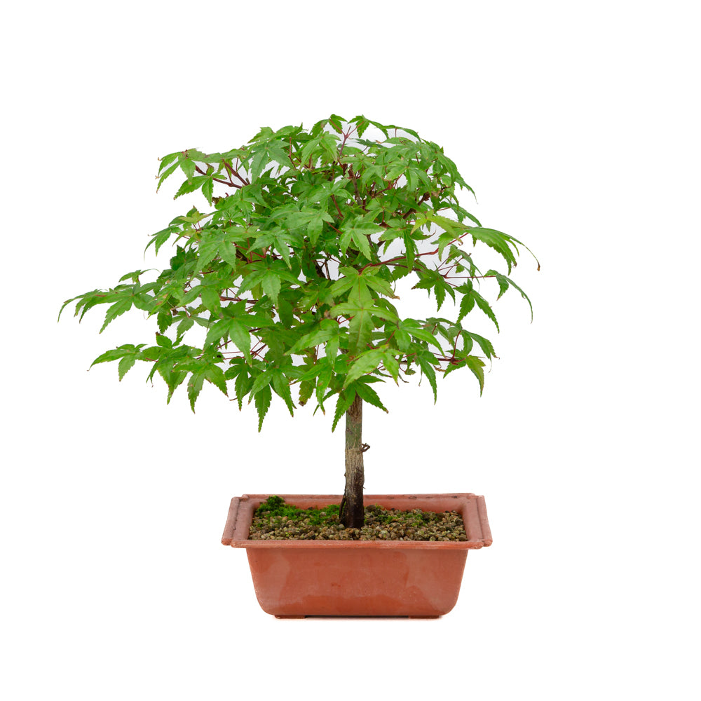 Acer palmatum Deshojo plastic pot 17cm, hoogte ~32cm