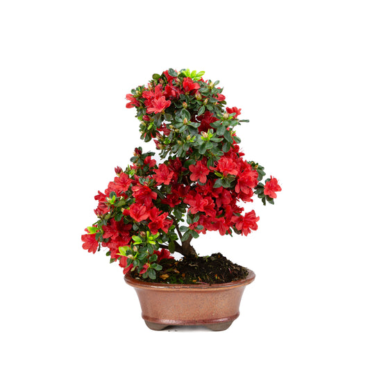 Rhododendron indicum (satsuki azalea), hoogte ~40cm