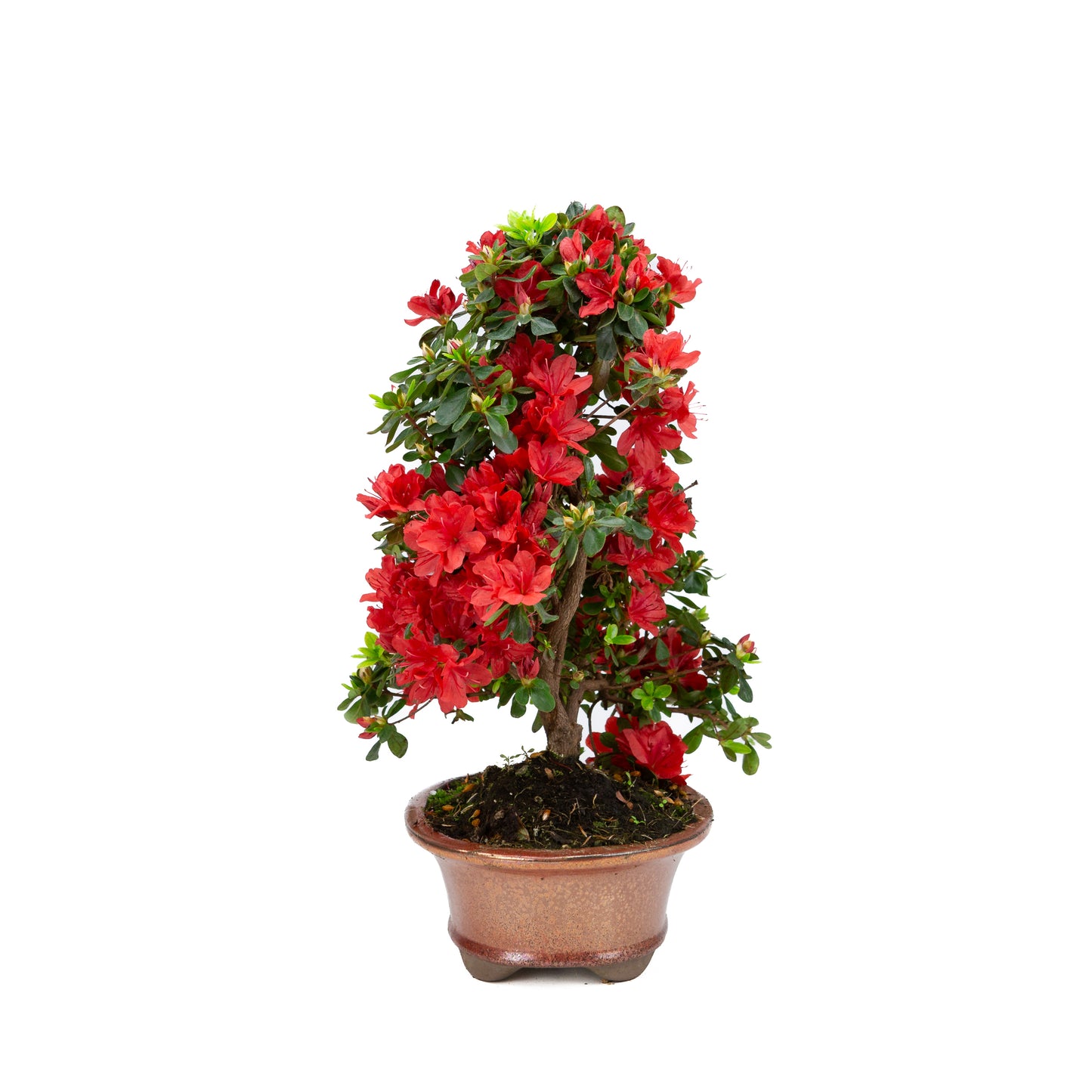 Rhododendron indicum (satsuki azalea), hoogte ~40cm