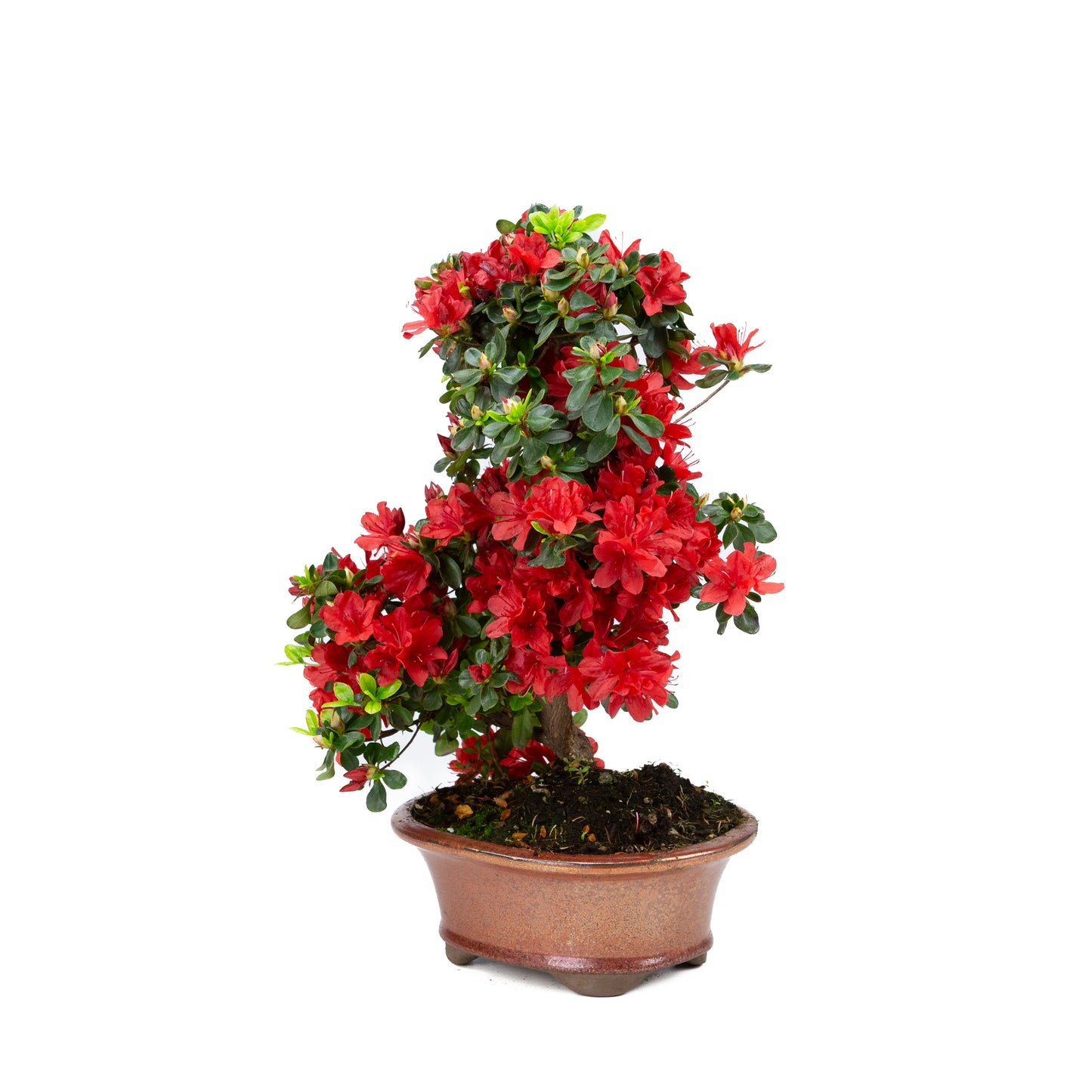 Rhododendron indicum (satsuki azalea), hoogte ~40cm