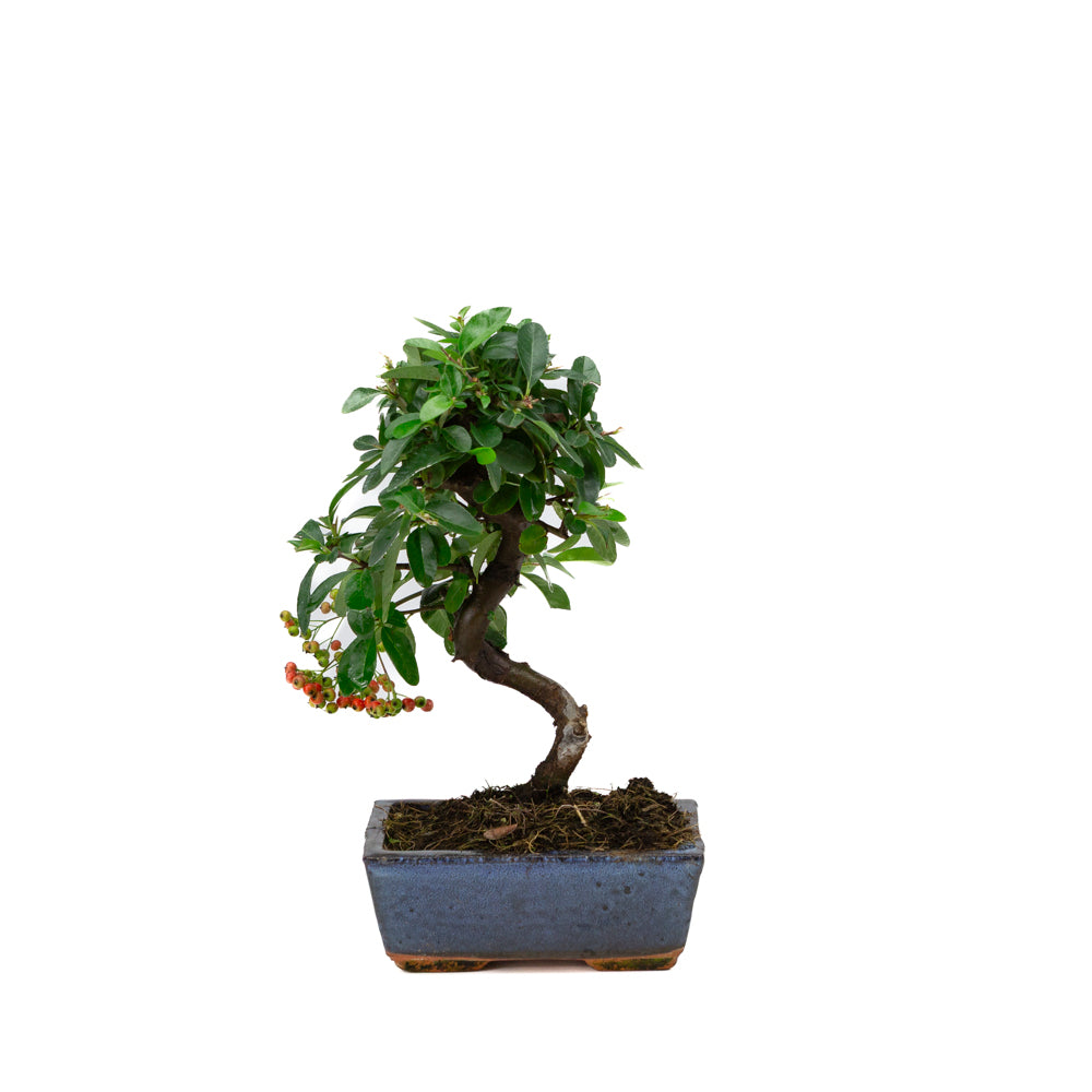 Pyracantha angustifolia blauwe rechthoekige pot 15cm, hoogte ~30cm