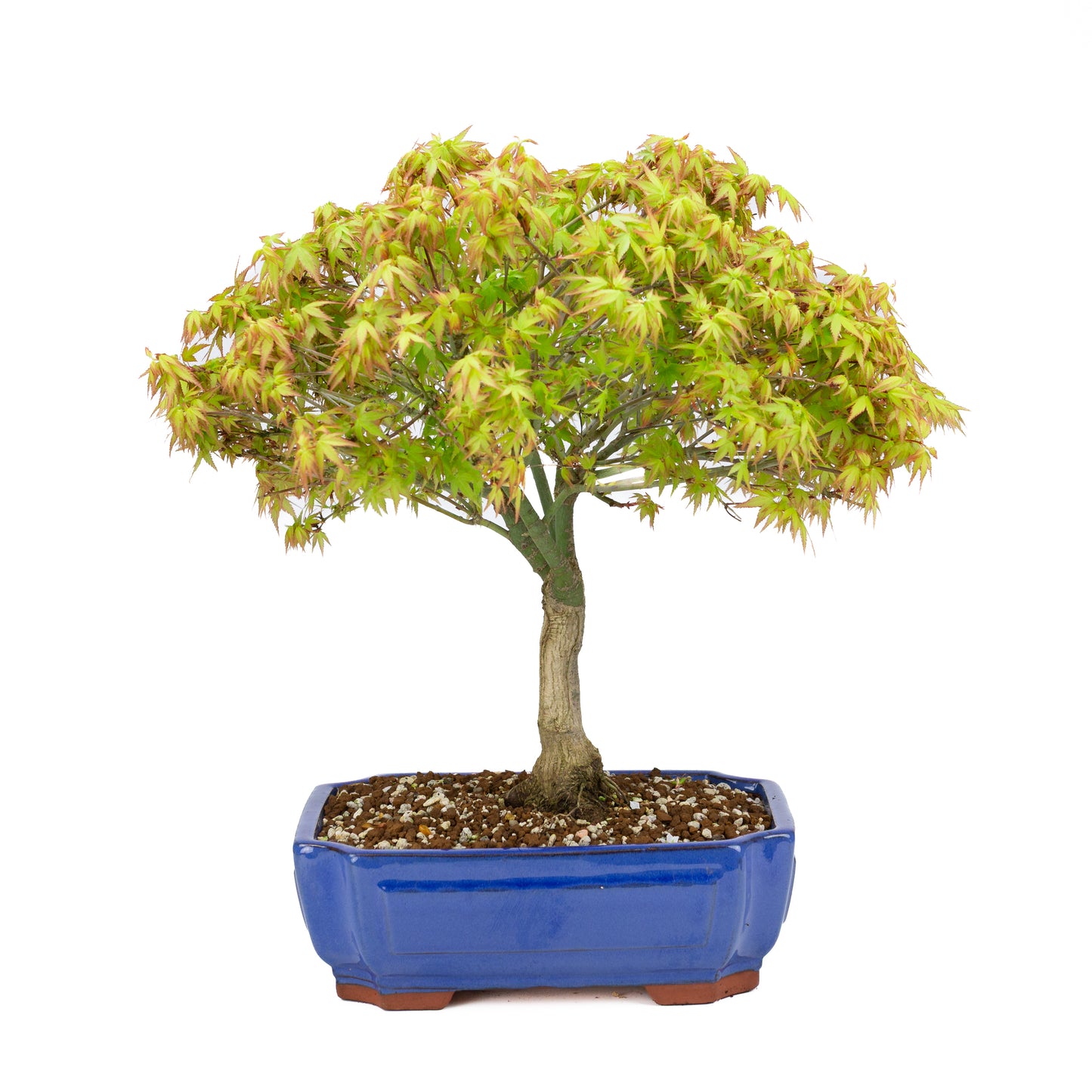 Acer palmatum 'Kiyohime' (Japanse esdoorn), hoogte ~45cm