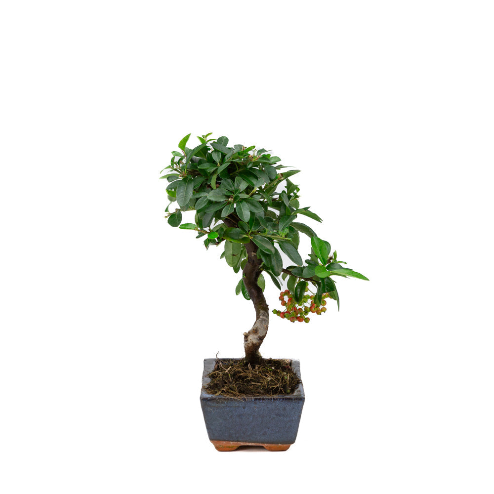 Pyracantha angustifolia blauwe rechthoekige pot 15cm, hoogte ~30cm