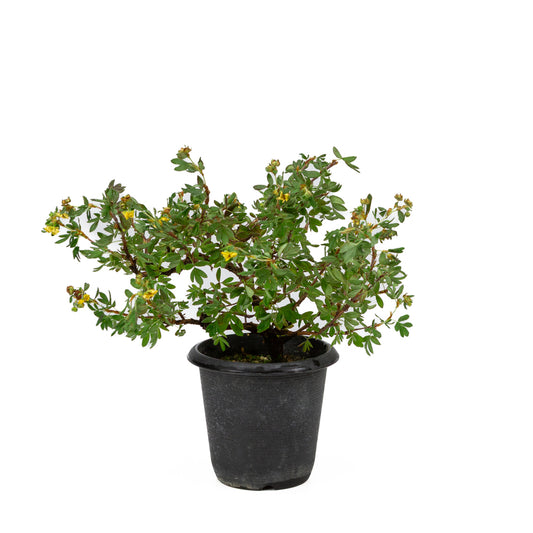 Potentilla fruticosa plastic pot 12cm, hoogte ~26cm