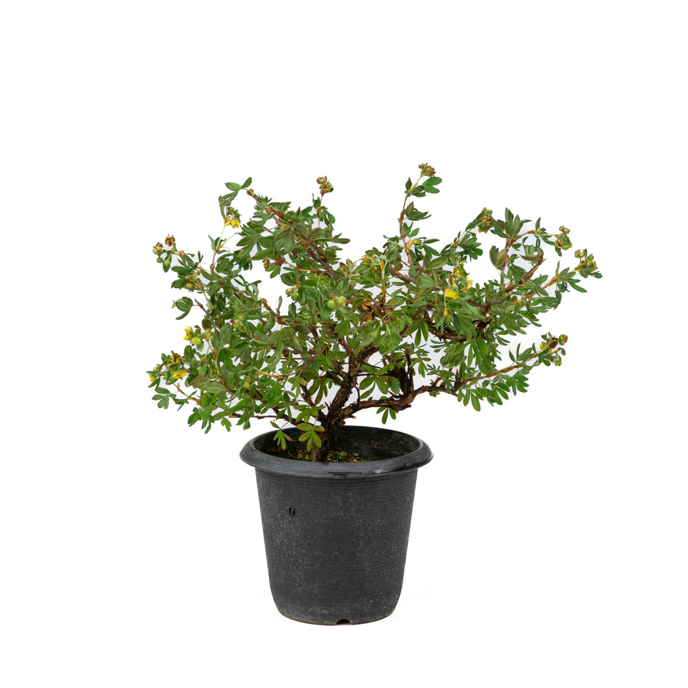 Potentilla fruticosa plastic pot 12cm, hoogte ~26cm