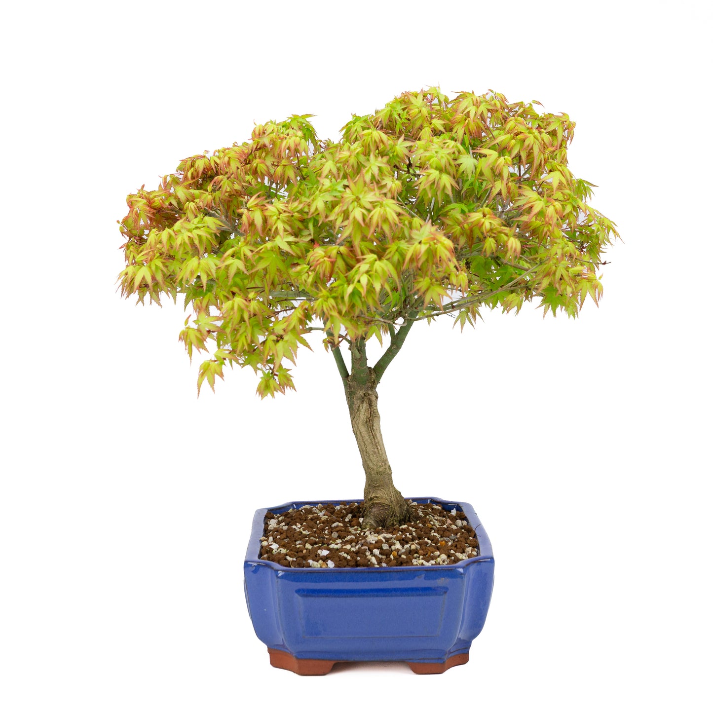 Acer palmatum 'Kiyohime' (Japanse esdoorn), hoogte ~45cm