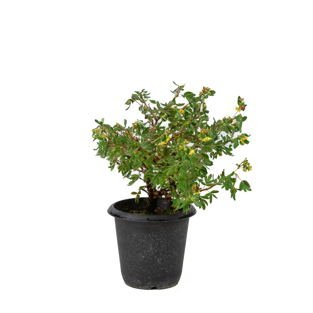 Potentilla fruticosa plastic pot 12cm, hoogte ~26cm