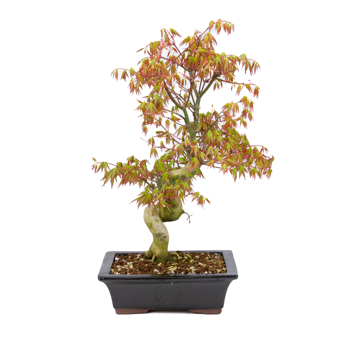 Acer palmatum (Japanse esdoorn), hoogte ~47cm