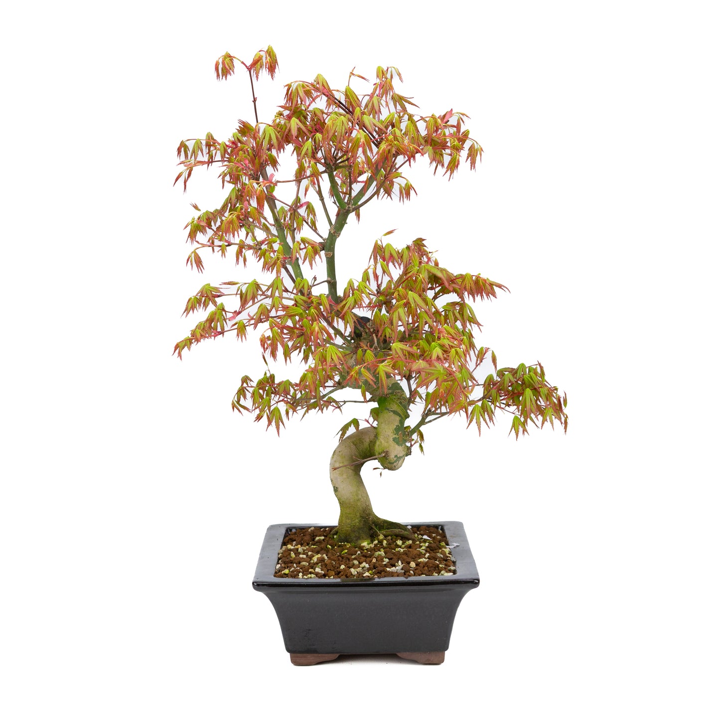 Acer palmatum (Japanse esdoorn), hoogte ~47cm