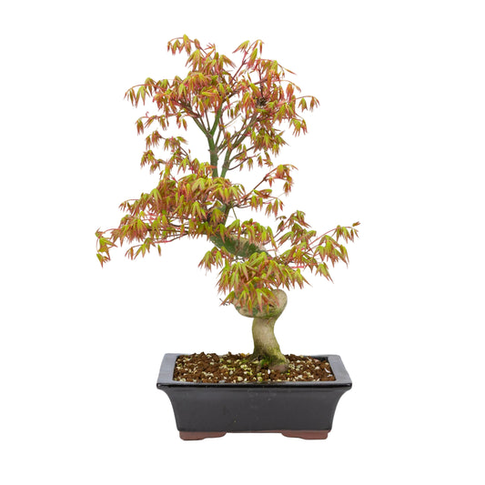 Acer palmatum (Japanse esdoorn), hoogte ~47cm