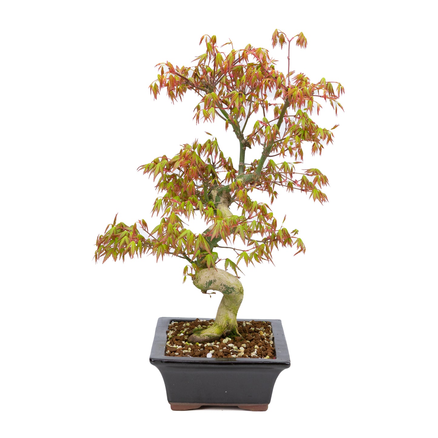 Acer palmatum (Japanse esdoorn), hoogte ~47cm
