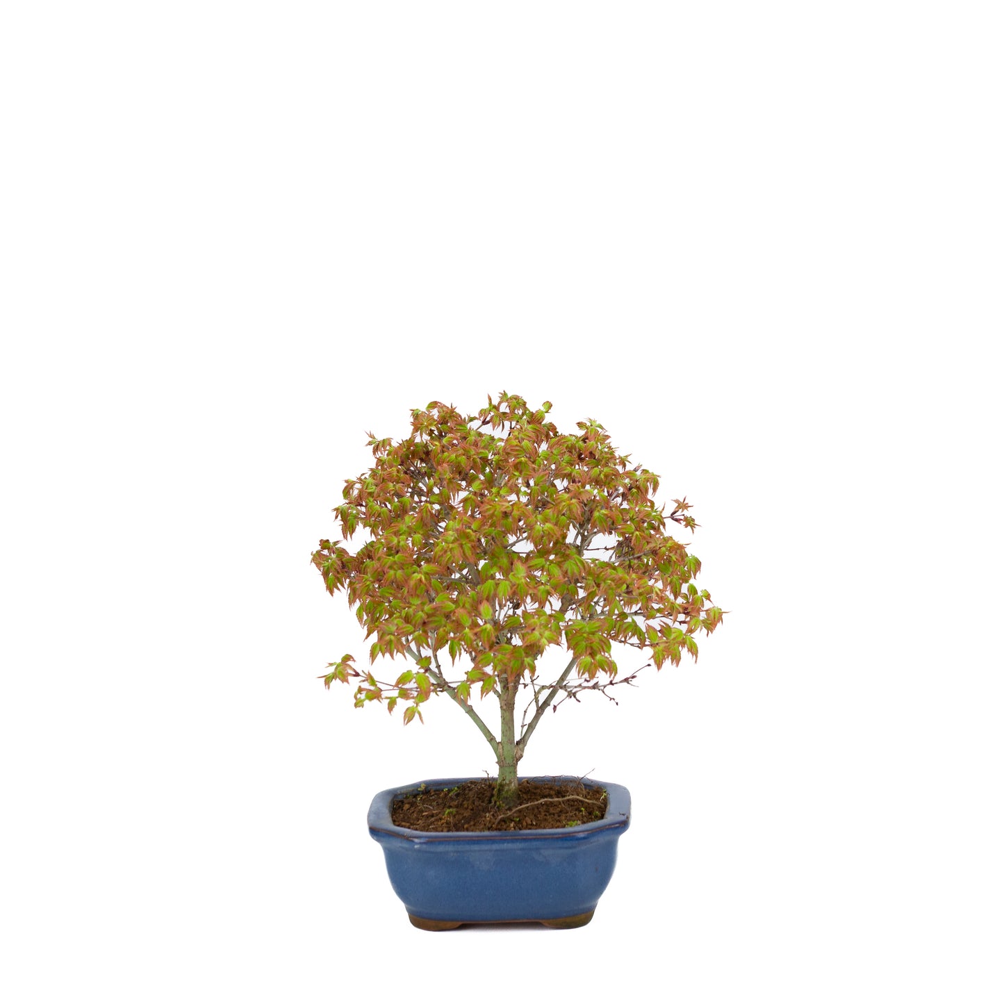 Acer palmatum 'Kiyohime' (Japanse esdoorn), hoogte ~28cm