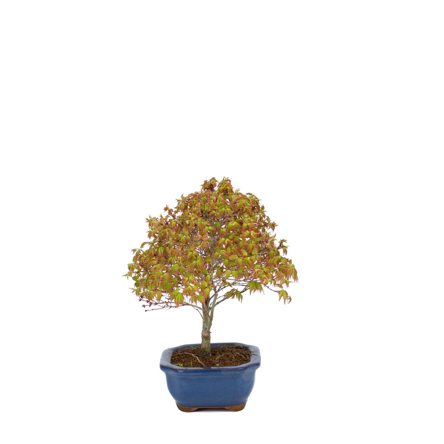 Acer palmatum 'Kiyohime' (Japanse esdoorn), hoogte ~28cm