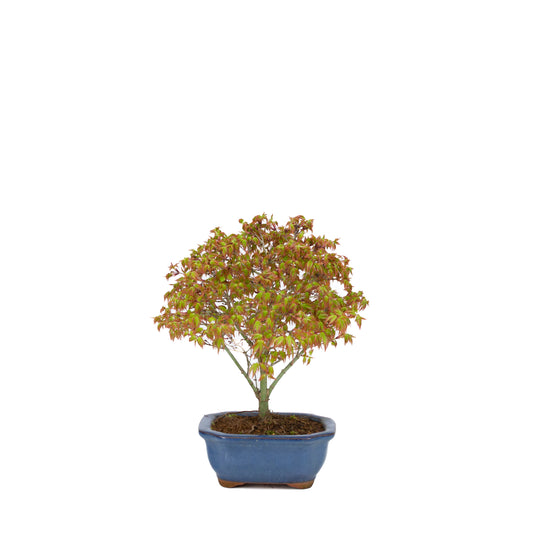 Acer palmatum 'Kiyohime' (Japanse esdoorn), hoogte ~28cm