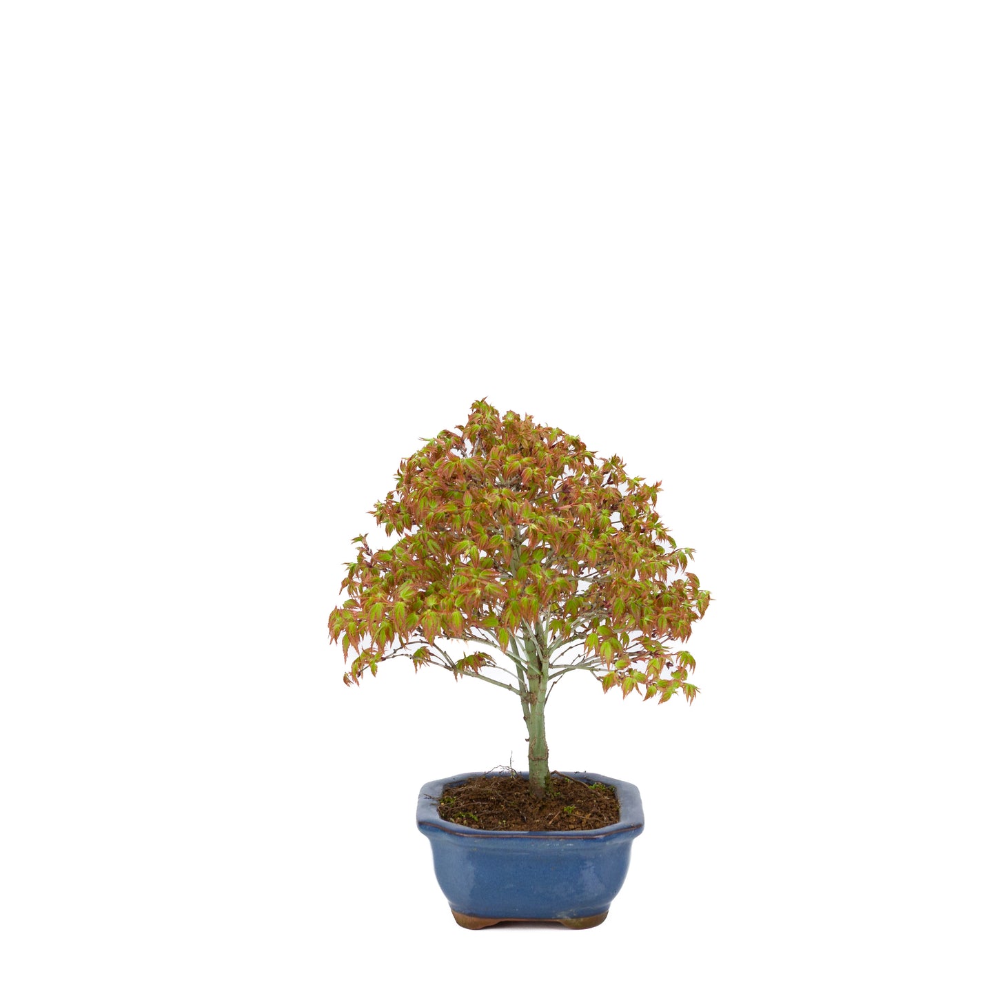 Acer palmatum 'Kiyohime' (Japanse esdoorn), hoogte ~28cm
