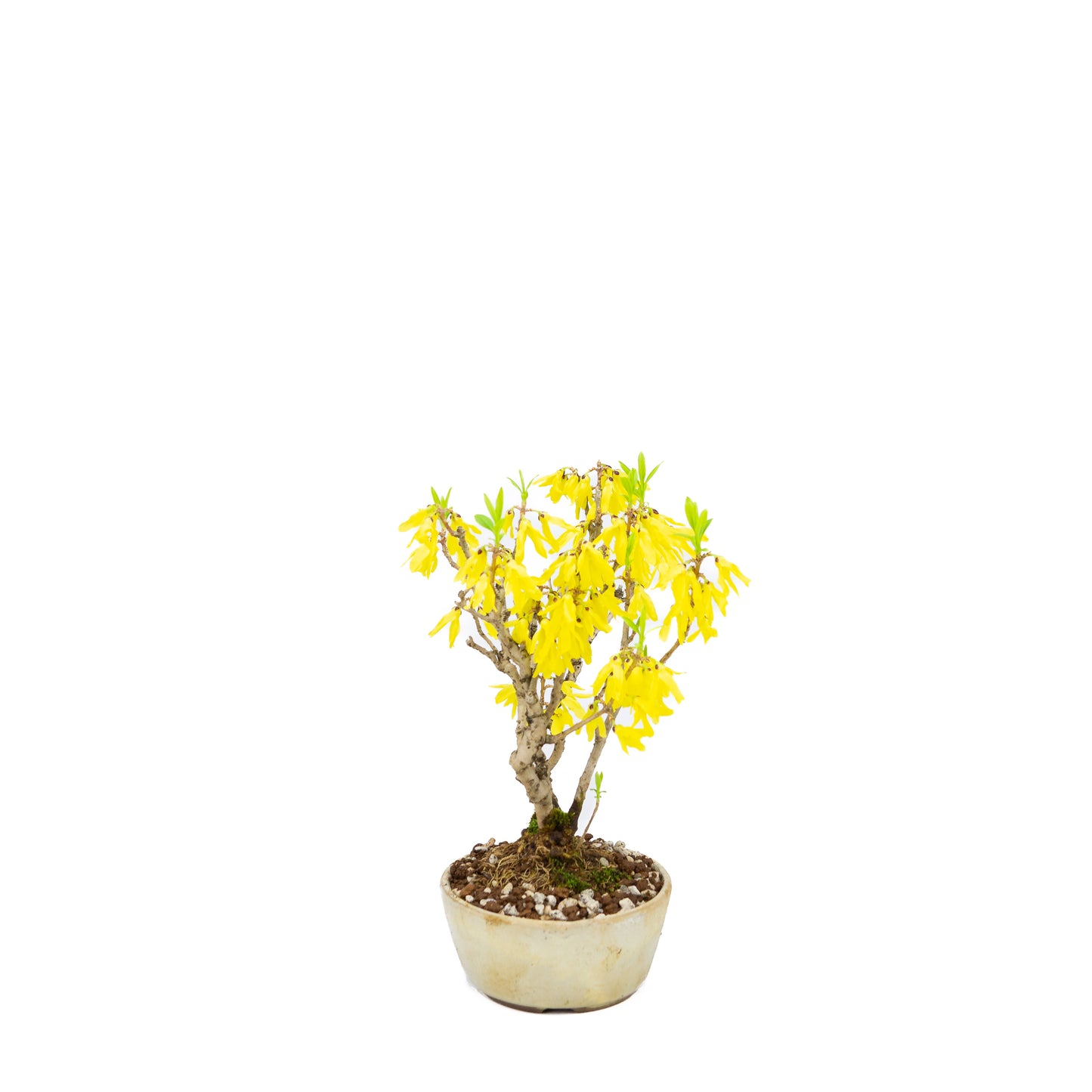 Forsythia (Chinees klokje), hoogte ~26cm