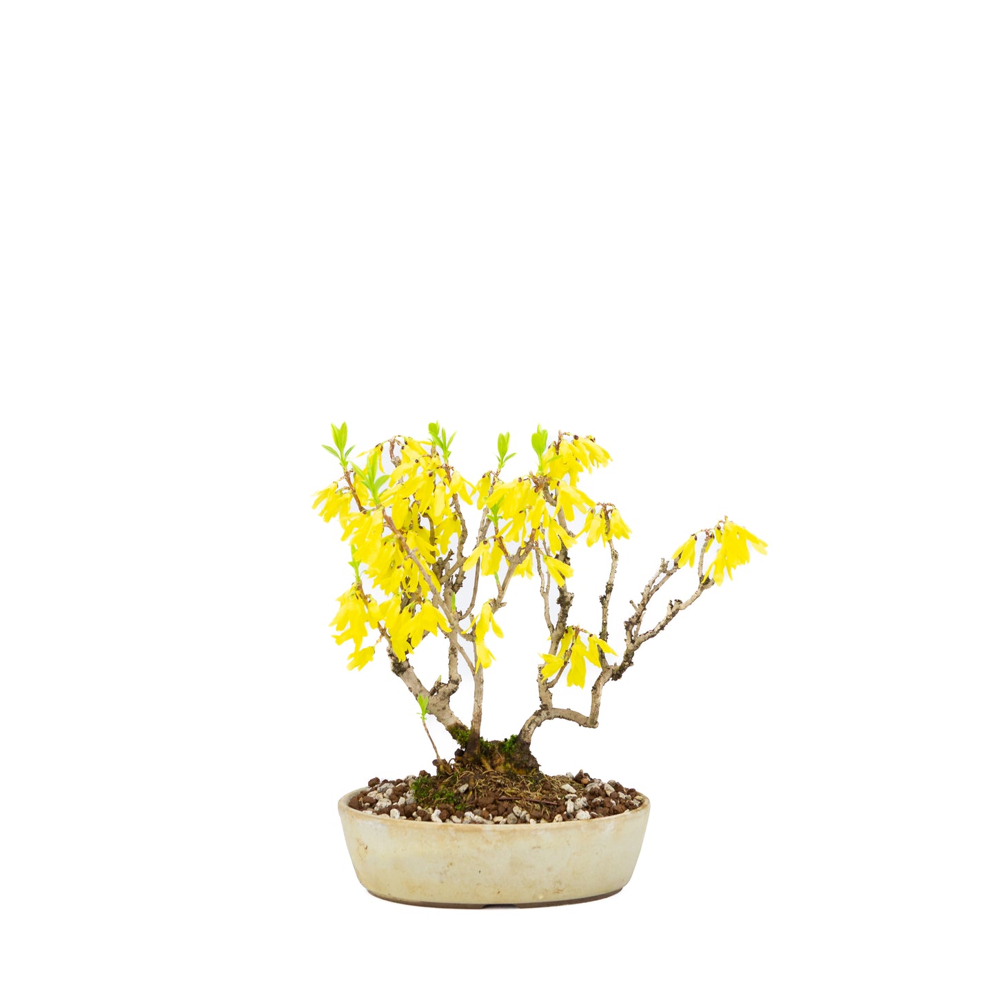 Forsythia (Chinees klokje), hoogte ~26cm