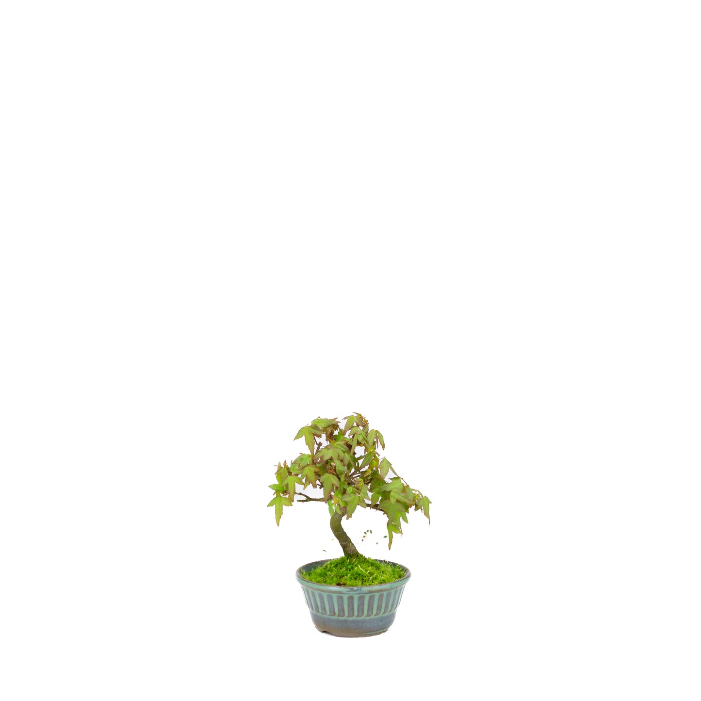 Acer buergerianum (drietandesdoorn), hoogte ~17cm