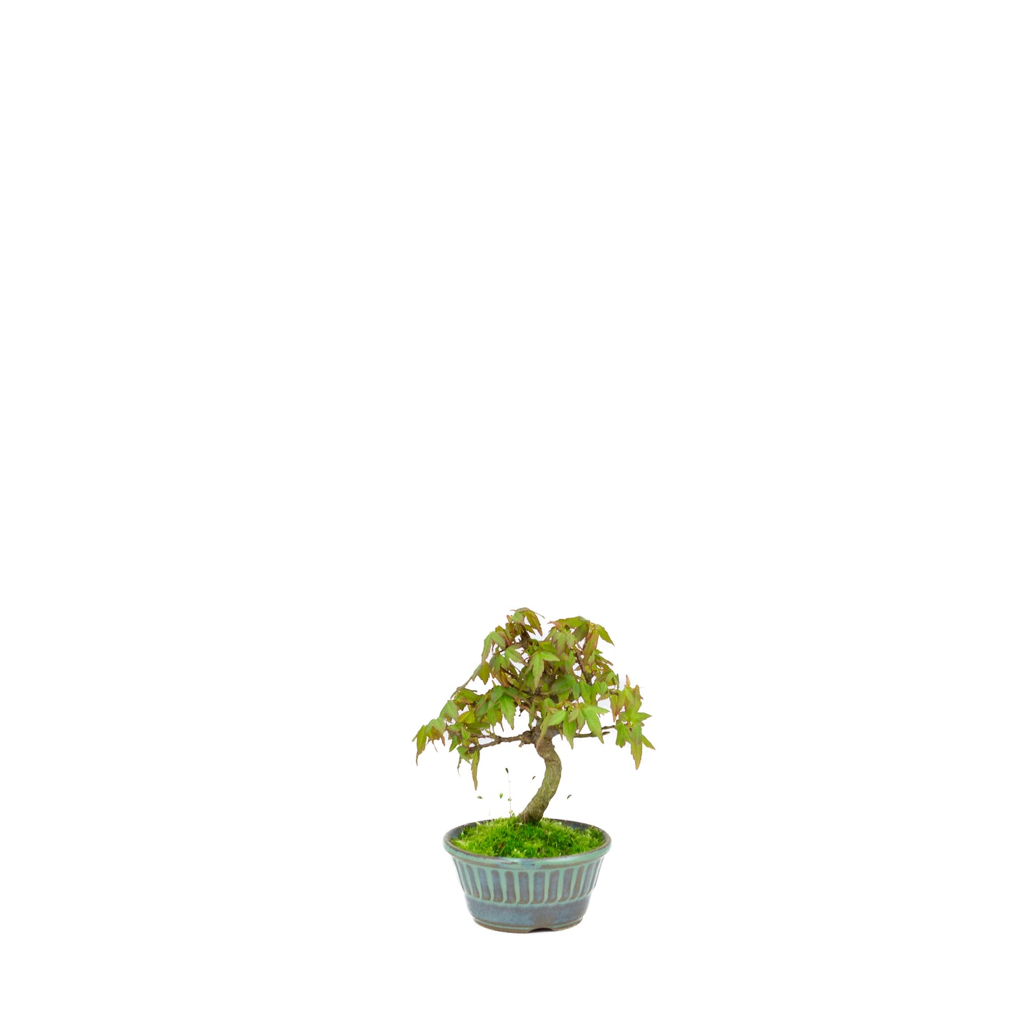 Acer buergerianum (drietandesdoorn), hoogte ~17cm