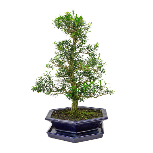 Buxus harlandii Bonsai in blauwe pot 32cm, hoogte ~60cm