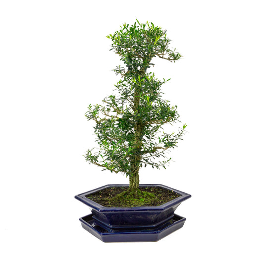 Buxus harlandii Bonsai in blauwe pot 32cm, hoogte ~60cm