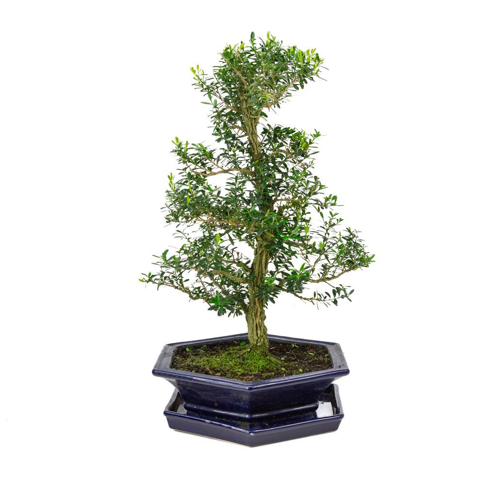 Buxus harlandii Bonsai in blauwe pot 32cm, hoogte ~60cm