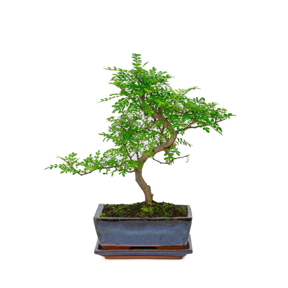 Zanthoxylum piperitium Bonsai in blauwe pot 20cm, hoogte ~33cm