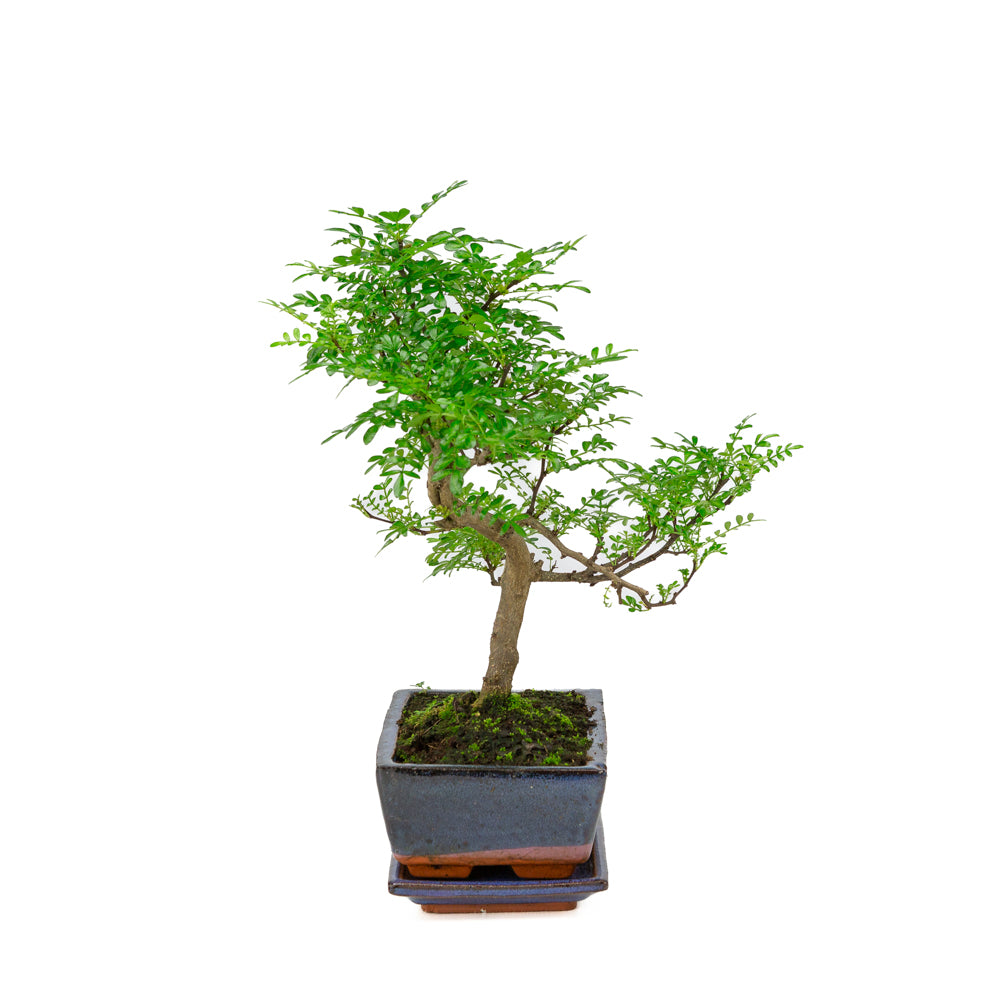 Zanthoxylum piperitium Bonsai in blauwe pot 20cm, hoogte ~33cm
