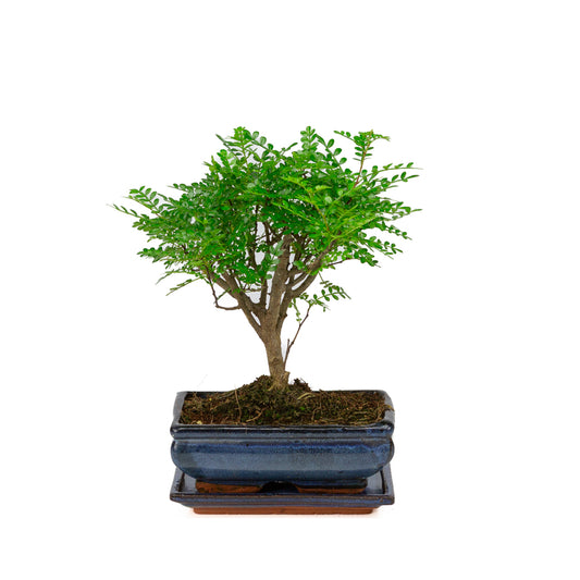 Zanthoxylum piperitium Bonsai in blauwe pot 20cm, hoogte ~32cm