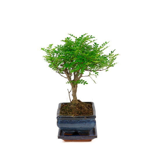 Zanthoxylum piperitium Bonsai in blauwe pot 20cm, hoogte ~32cm