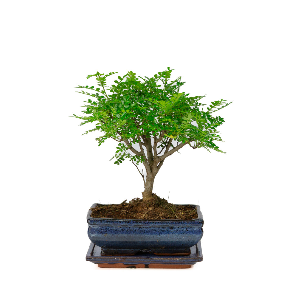 Zanthoxylum piperitium Bonsai in blauwe pot 20cm, hoogte ~32cm