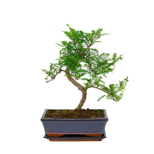 Zanthoxylum piperitium Bonsai in blauwe pot 25cm, hoogte ~48cm