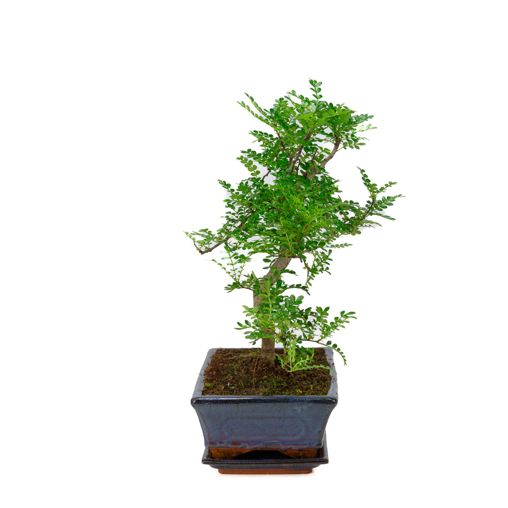 Zanthoxylum piperitium Bonsai in blauwe pot 25cm, hoogte ~48cm