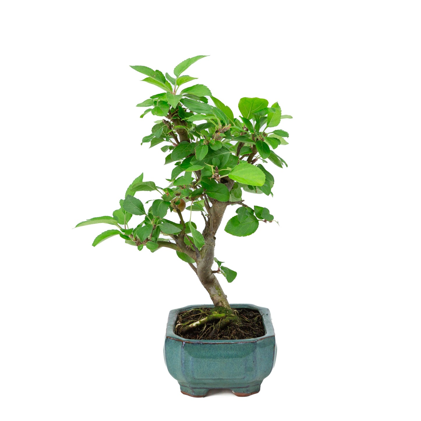 Malus domestica groene rechthoekige pot 16cm, hoogte ~40m