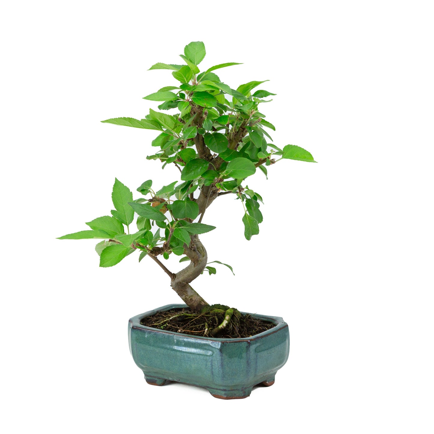Malus domestica groene rechthoekige pot 16cm, hoogte ~40m