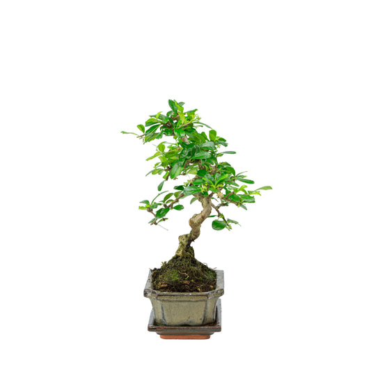 Carmona Bonsai in groene pot 15cm, hoogte ~30cm