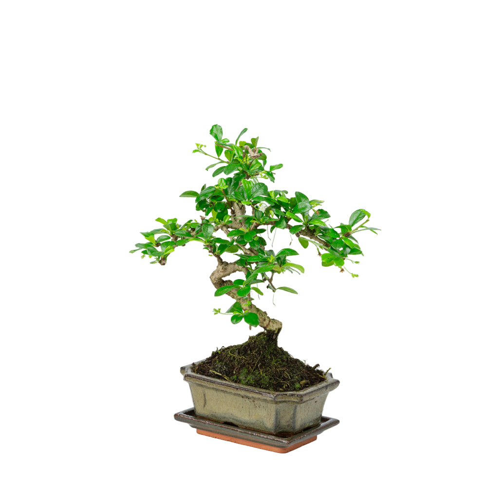 Carmona Bonsai in groene pot 15cm, hoogte ~30cm