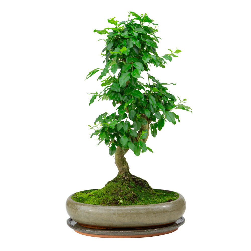 Ligustrum sinensis Bonsai in groene pot 29cm, hoogte ~45cm
