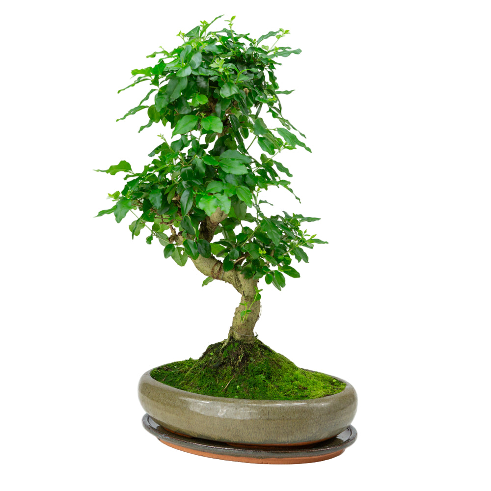 Ligustrum sinensis Bonsai in groene pot 29cm, hoogte ~45cm