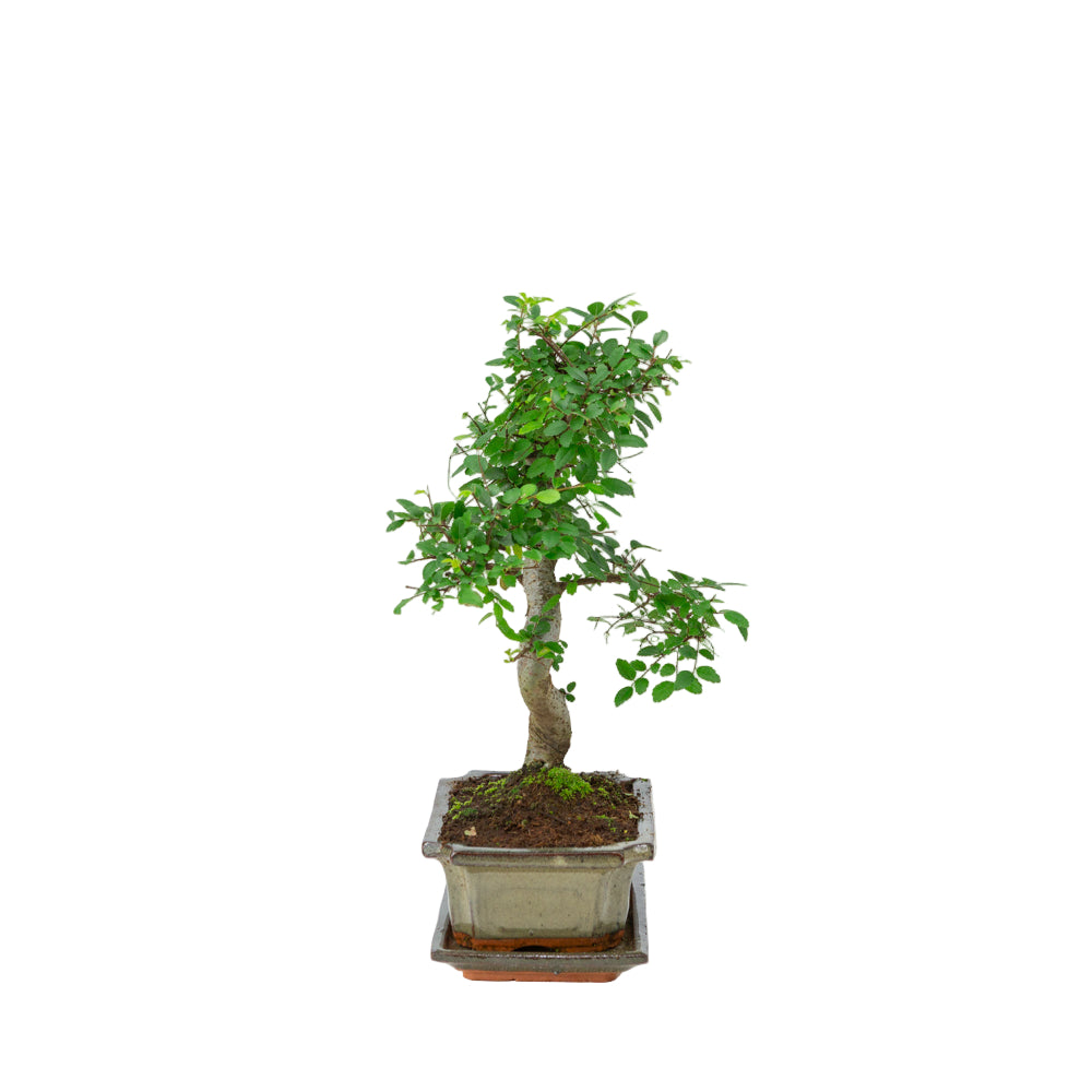 Zelkova Bonsai in groene pot 20cm, hoogte ~35cm