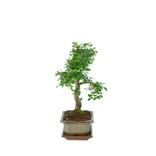 Zelkova Bonsai in groene pot 20cm, hoogte ~35cm