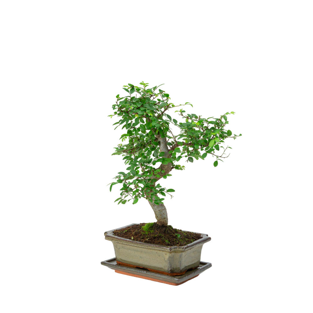 Zelkova Bonsai in groene pot 20cm, hoogte ~35cm