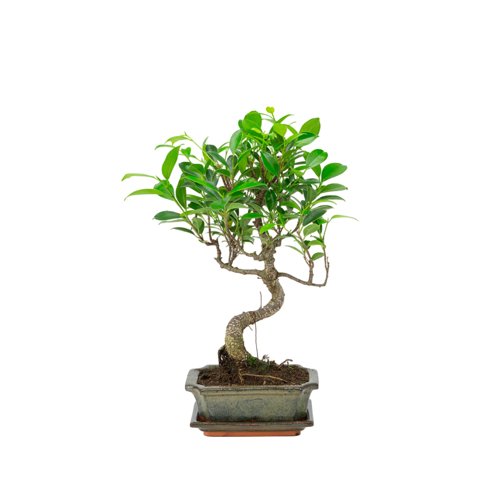Ficus retusa Bonsai in groene pot 15cm, hoogte ~30cm