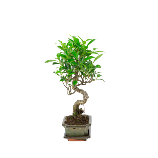 Ficus retusa Bonsai in groene pot 15cm, hoogte ~30cm