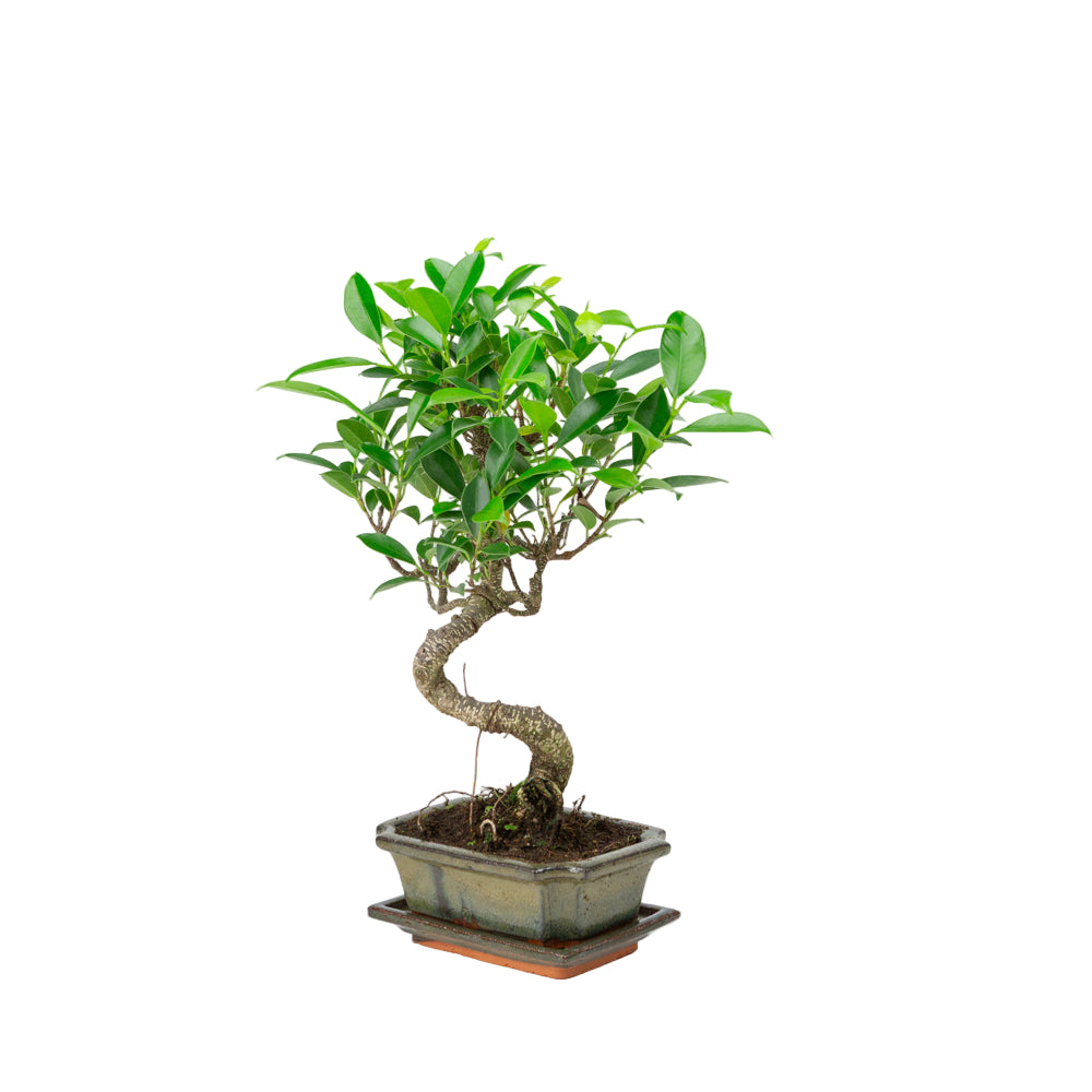 Ficus retusa Bonsai in groene pot 15cm, hoogte ~30cm