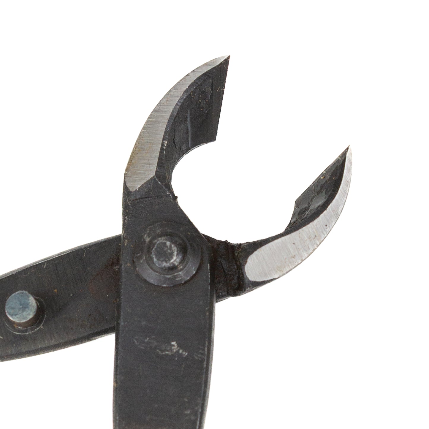 Bonsai Kaneshin concaaftang 165 mm