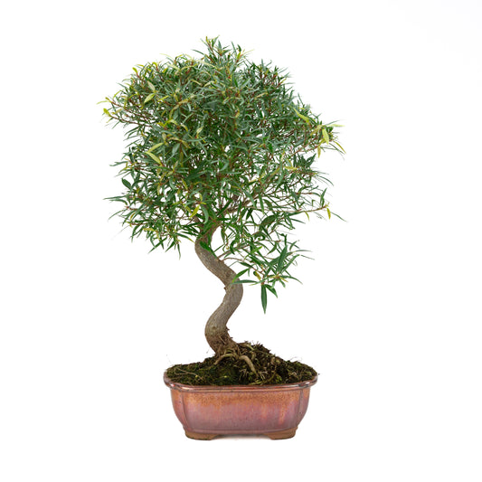 Ficus nerifolia (wilgenbladige vijg), hoogte ~64cm