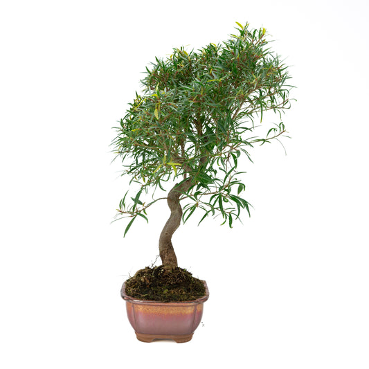 Ficus nerifolia (wilgenbladige vijg), hoogte ~64cm
