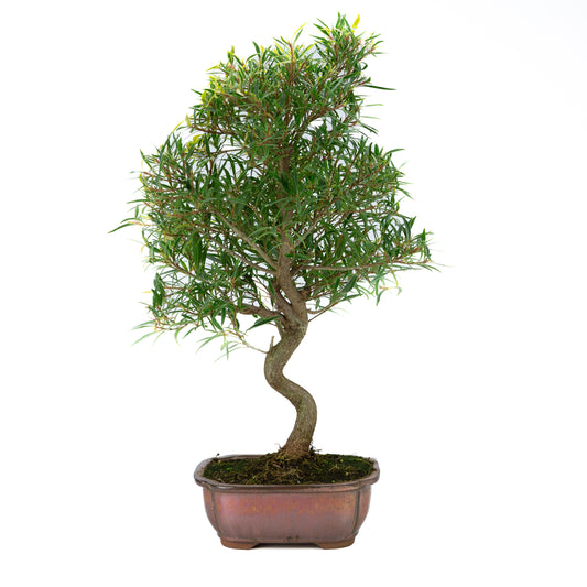 Ficus nerifolia (wilgenbladige vijg), hoogte ~67cm