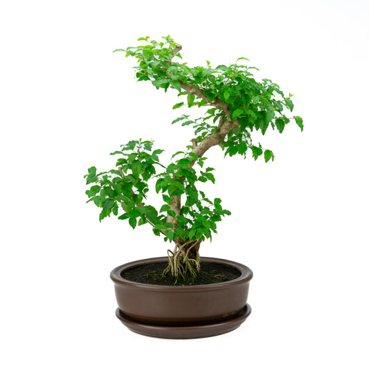 Ligustrum Ovalifolium (Liguster) hoogte ~50 cm